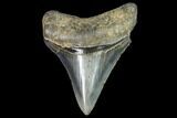 Sharply, Serrated, Fossil Megalodon Tooth - Georgia #104971-1